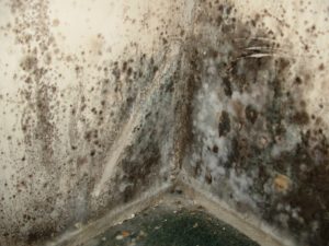 mold, wet basement