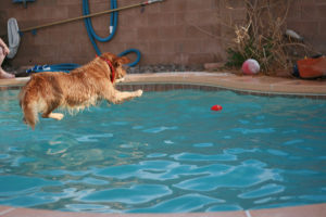 dog in pool