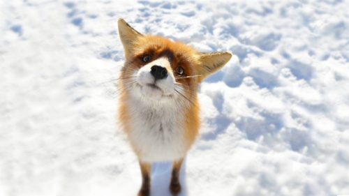 Snowy fox