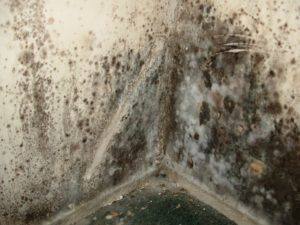 Old black mold, Basement