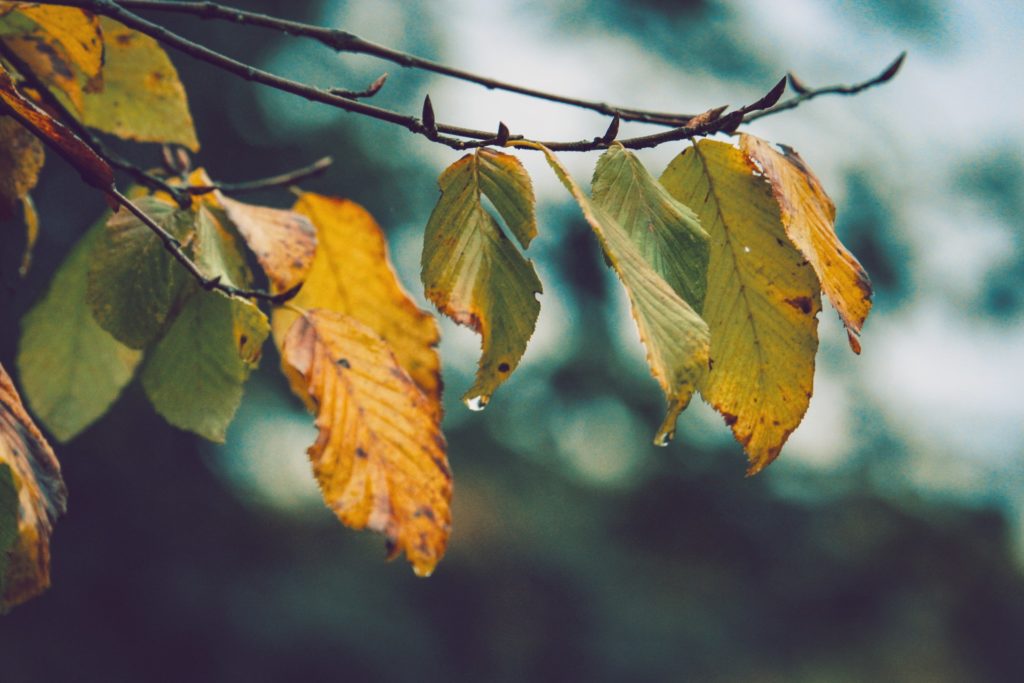 coulourful leaves on a branch wet leaves