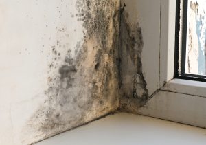 moldy basement